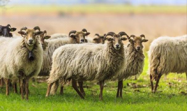 Ferme du Mouton Noir - Housity