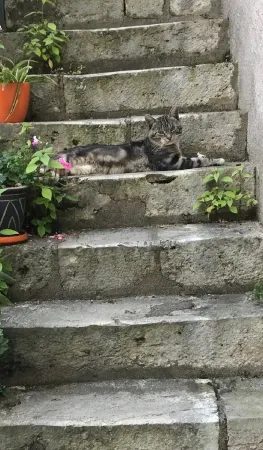 Le Poinçon renversé Cozy and green