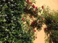 알베르고 기아르디네토