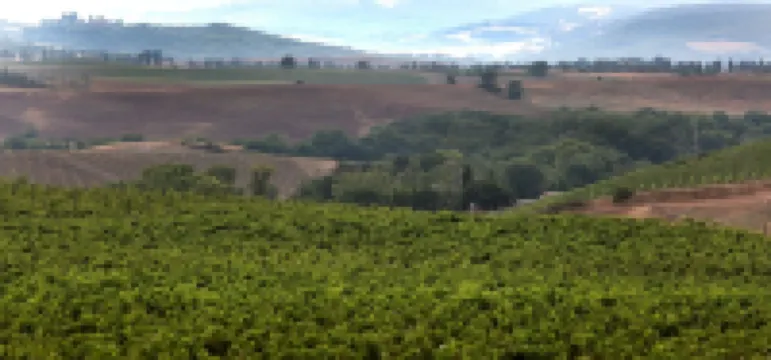 Azienda Agricola A Bonacchi