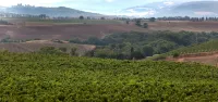 Azienda Agricola A Bonacchi
