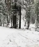 Sequoia Forest Cabin—Lake & River—Ski, Raft, Hike, Bike and More