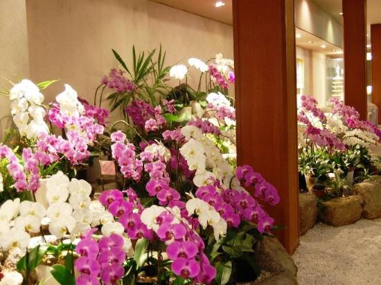 胡蝶蘭日式旅館最新優惠 房客評價 鳥羽市住宿推薦 Trip Com