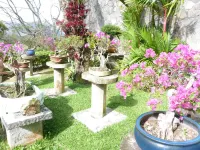 The Golden Frog Inn Hotel a 