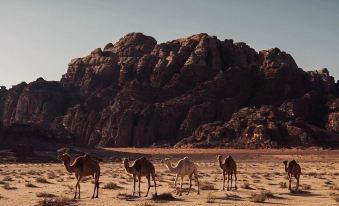 Wadi Rum Stargazing Desert Camp Travel