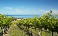 McLaren Vale Backpackers