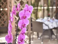 Villa Buena Vida