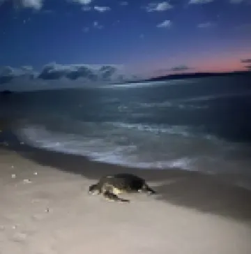 2Br/1BA Beachfront - Great Location- Exceptional Reviews