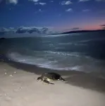 OCT-Nov 2025 Spec! 2Br/1BA Beachfront - Great Location- Exceptional Reviews