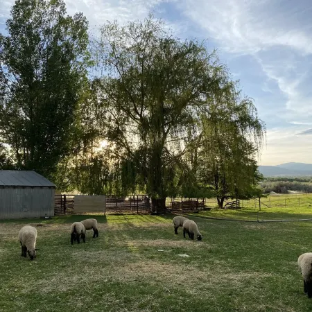 Split Mountain View Paradise! Life on the farm!