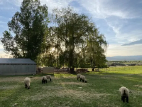 Split Mountain View Paradise! Life on the farm!