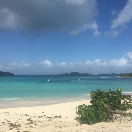 At Home in the Tropics
