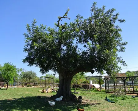 Centre Algarve Hotéis em Olhao