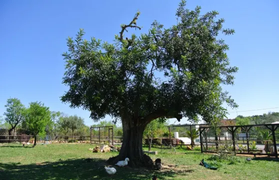 阿爾加維中央酒店