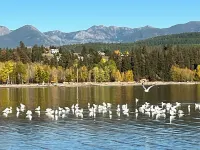 Cozy 1-bedroom apartment in tranquil Bigfork with WiFi