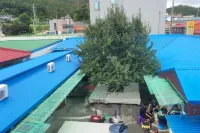 Taean Mammose Pension - Pet friendly