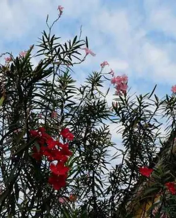 รูปภาพของอิสระเฮ้าส์ แบงคอก