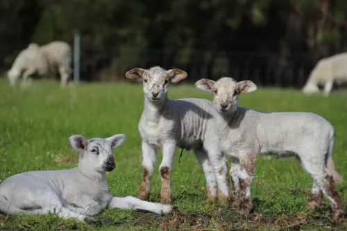 奧古斯塔藍寶石小木屋