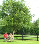 Hazelbrook Killarney