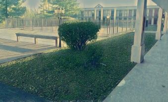 a tree growing in the middle of a grassy area near a building , surrounded by benches and a fence at Athens Lodge