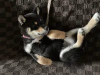 Silver Otowa Hotels in Myoko