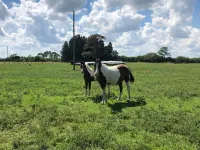 Luna’s Ranch