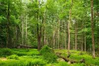 The Fern Hill Lodge: Cozy and Serene Getaway on 20 Private Acres Hotels in Highland