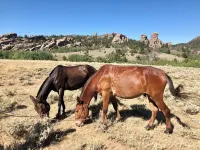 Bucking Mule Studio~Downtown~Japanese Soaking Tub*Sanitized & High Speed Wi-Fi*