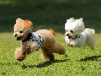 Granhills Yashi Hotels in Ainan