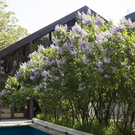 Hotel Bellaria Отели в г. Яссы