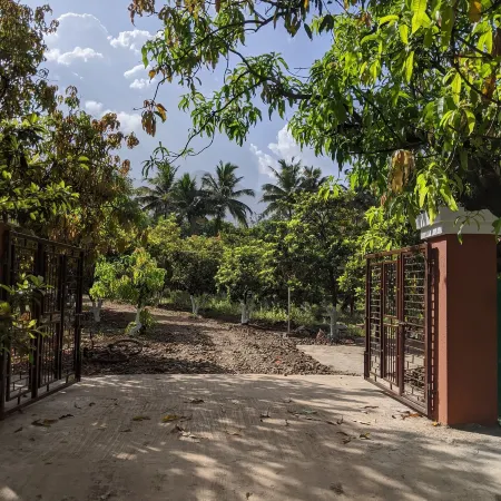 Mango Tree Farm