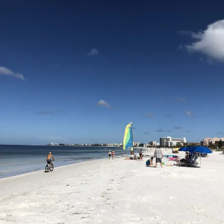 Siesta Key Palms
