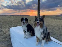 Meadowlark Yurt in Dillon with WiFi