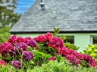 Skylarks Hotels in Boscastle