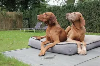 Cottage in Leenderbos Near Nature Reserve Hotel a Leende