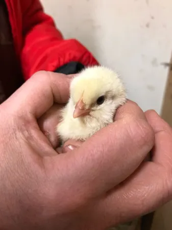 Gated 40 acre Animal Farm w/best mountain views in N. Conway Отели в г. Конуэй