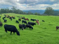 'Infinity Cottage'  - surrounded by orchards, pasture, bush and mountains Hotels in Wingham