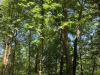 The Wildwood Haven Hotels in Lee County