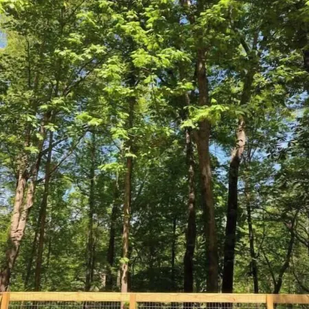The Wildwood Haven