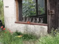 Gartenwohnung im Grünen auf Mühlengelände in der Nähe von Weimar Hotels in Buttelstedt