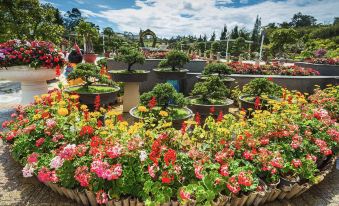 Pine Tree House Da Lat