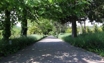 a tree - lined path with green leaves and a brick walkway extending into the distance , surrounded by greenery at Hotel Ferrero