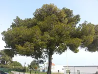 Le Acacie Rooms - ex B&B Hotel di Campomarino