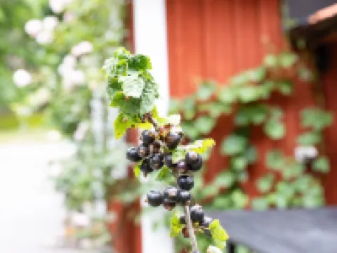 Jennys Hotels in Jamjo