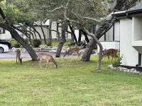 Roomy 3bed/2bath by Lake Travis with community pool, pets welcome! 랜달스 주변 호텔