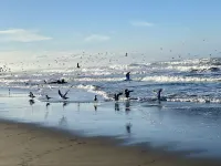 Remote- Ocean Front, Steps to Ocean, Pajaro Dunes Between Santa Cruz - Monterey