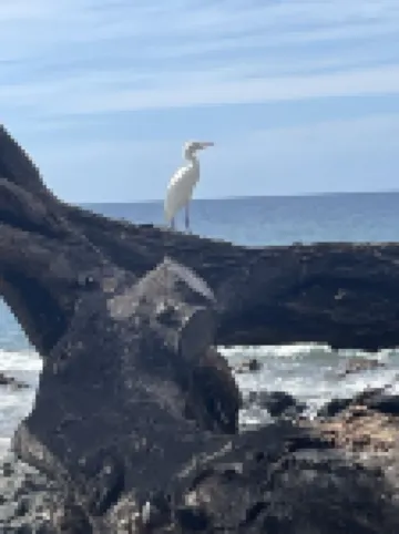 Only non- resort beach neighborhood in Kohala Resort Area.Old Hawaii