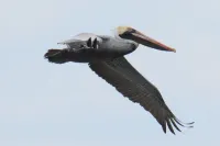 Beach Retreat - OceanFront Cottage