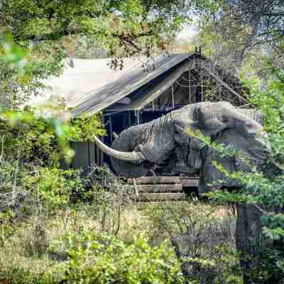Honeyguide Tented Safari Camp - Khoka Moya Hotel Exterior