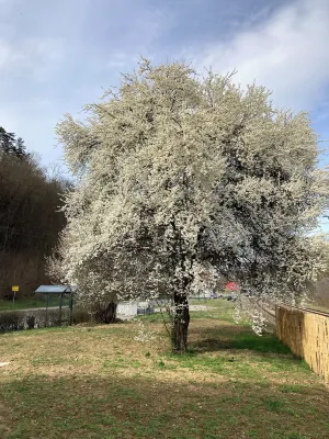 Das Georg-Gästehaus in Epfendorf Hotels in Rottweil